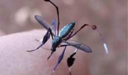 娱乐吃瓜酱蚊子,揭秘蚊子背后的娱乐圈秘密